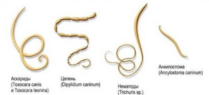 Строение паразитов черви